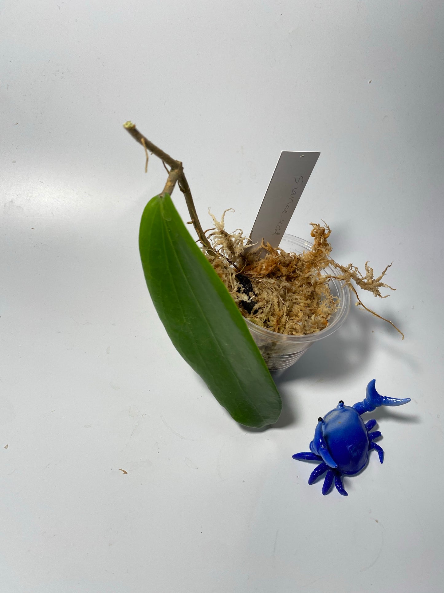 Hoya siariae red - unrooted