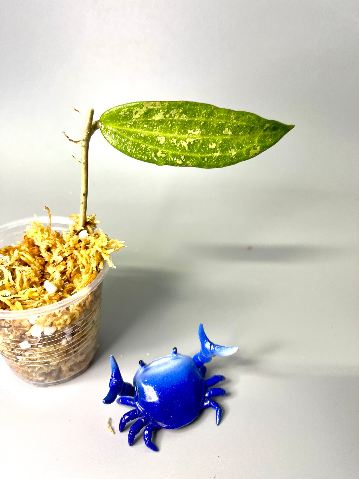 Hoya Malaysia splash - Unrooted