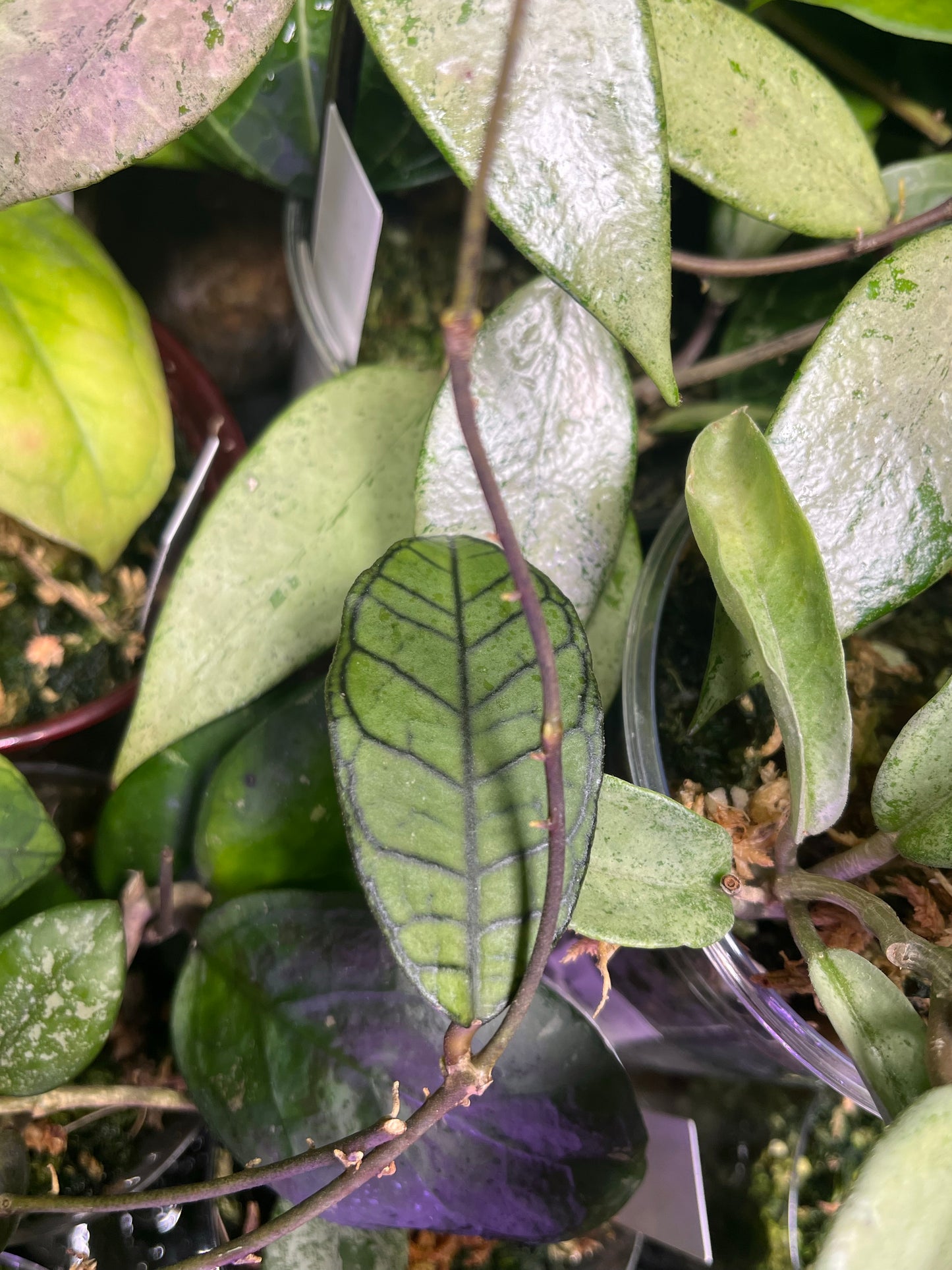 Hoya gunung gading - fresh cut - Unrooted