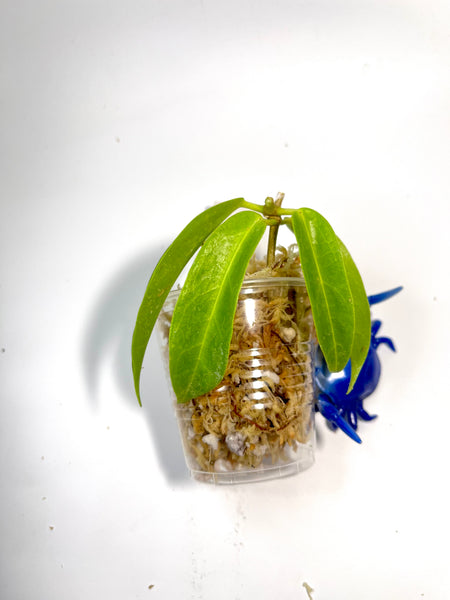 Hoya chlorantha - Unrooted