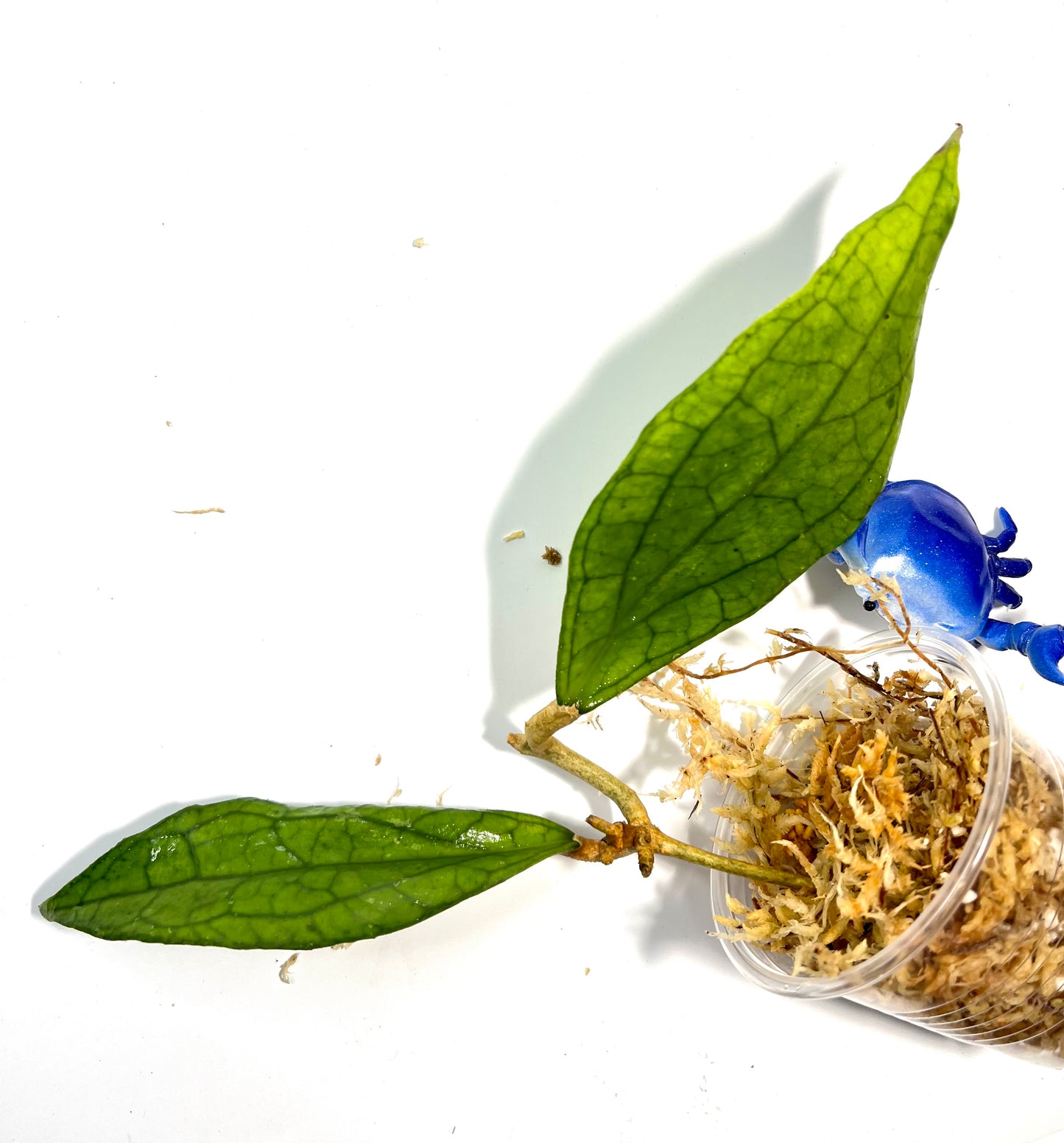 Hoya Jennifer - Unrooted