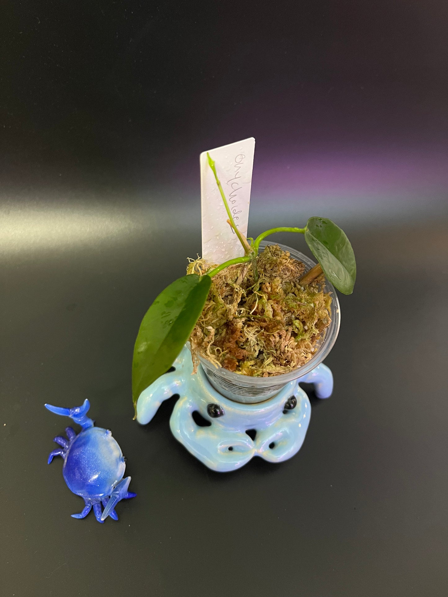 Hoya onychoides - active growth