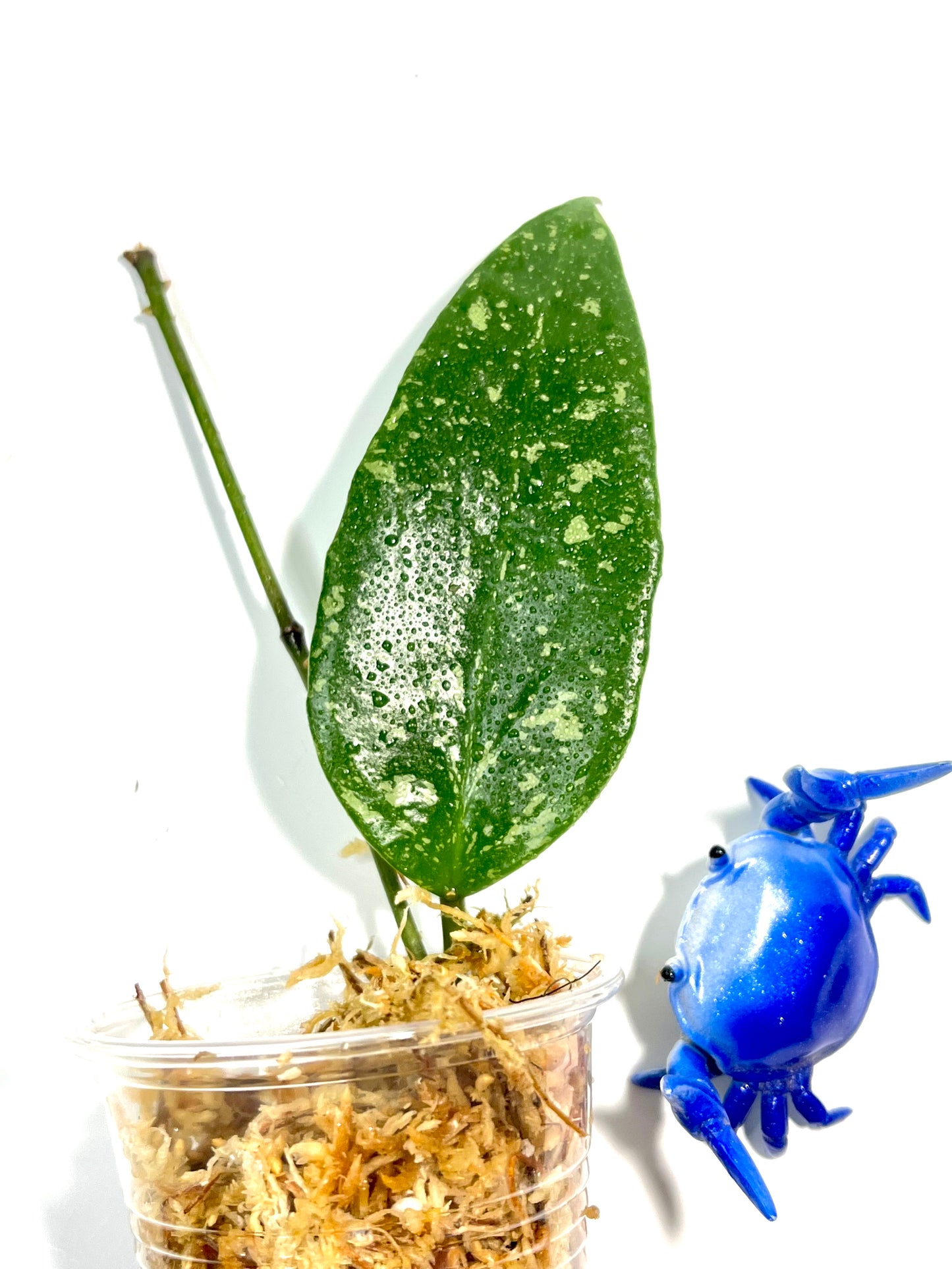 Hoya memoria x IR26 - unrooted