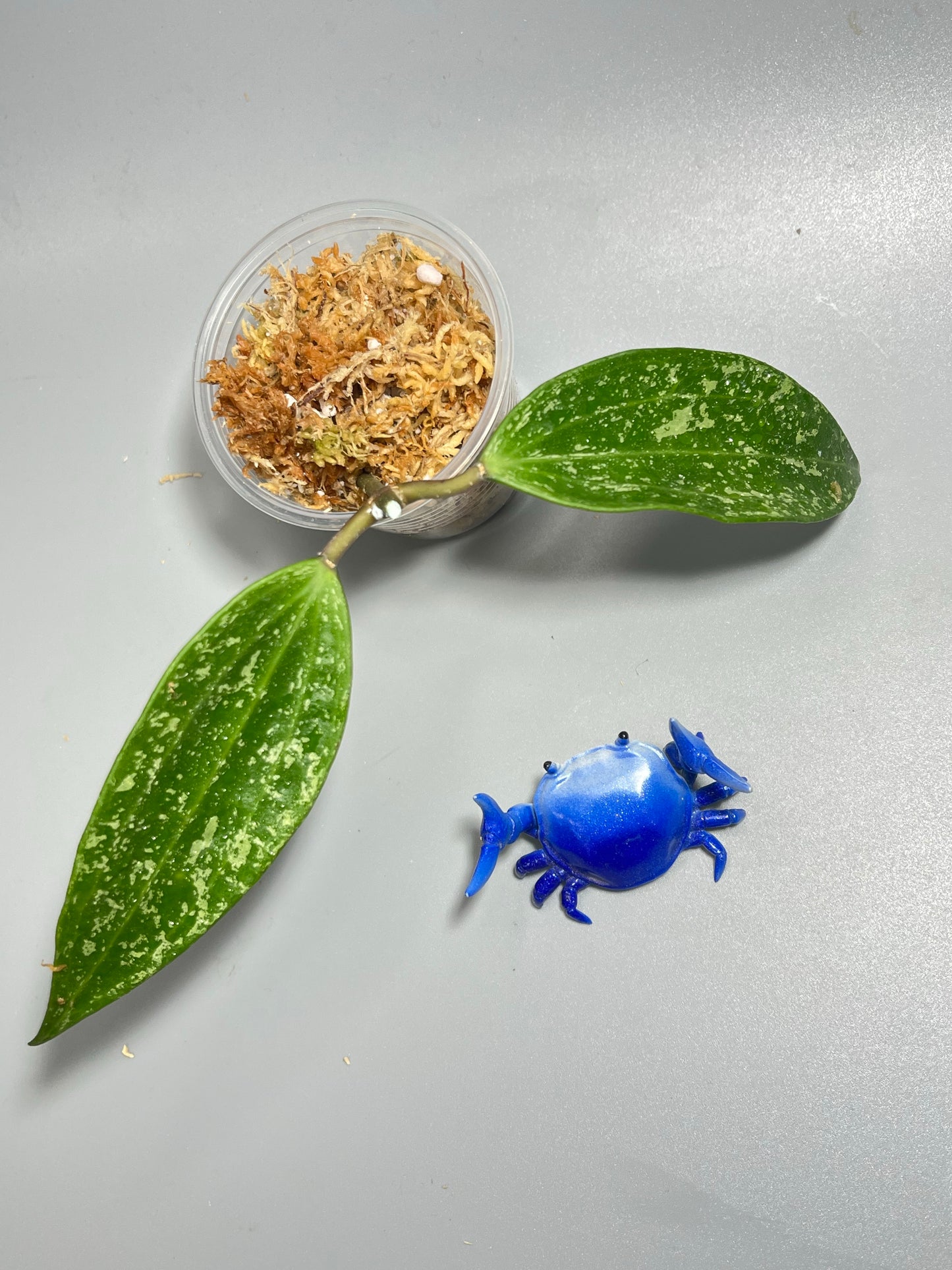 Hoya rangsan - Unrooted