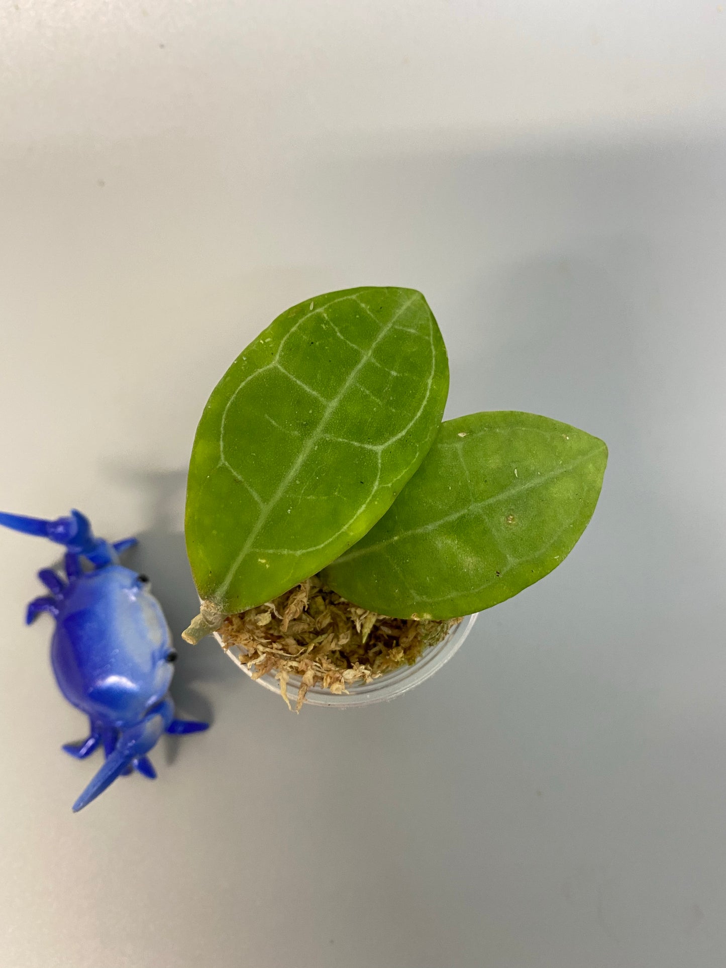 Hoya elliptica - has some roots
