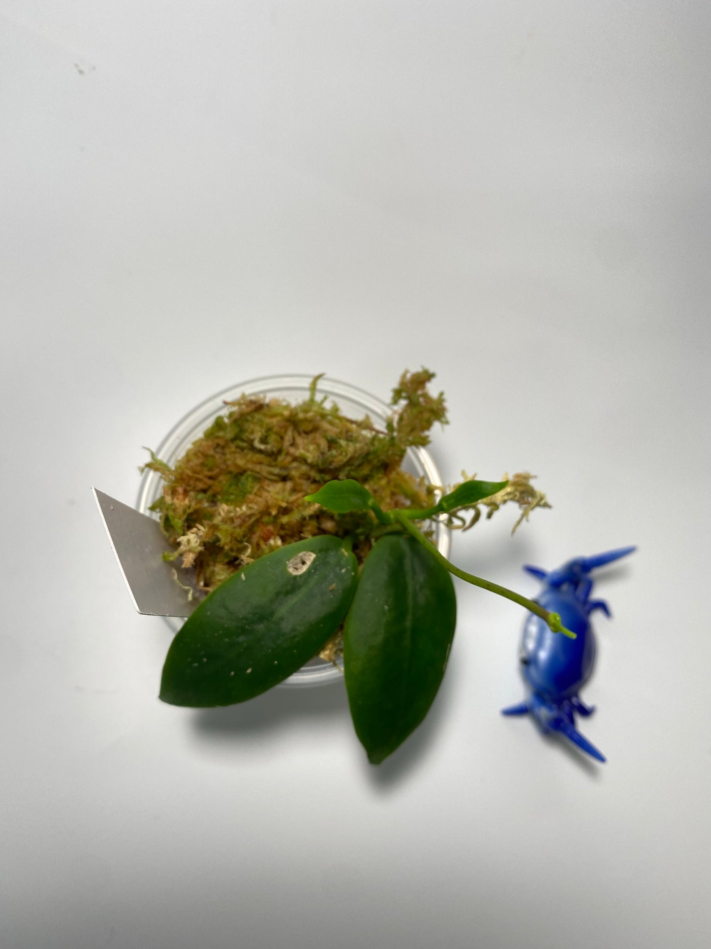 Hoya darwinii pink - active growth