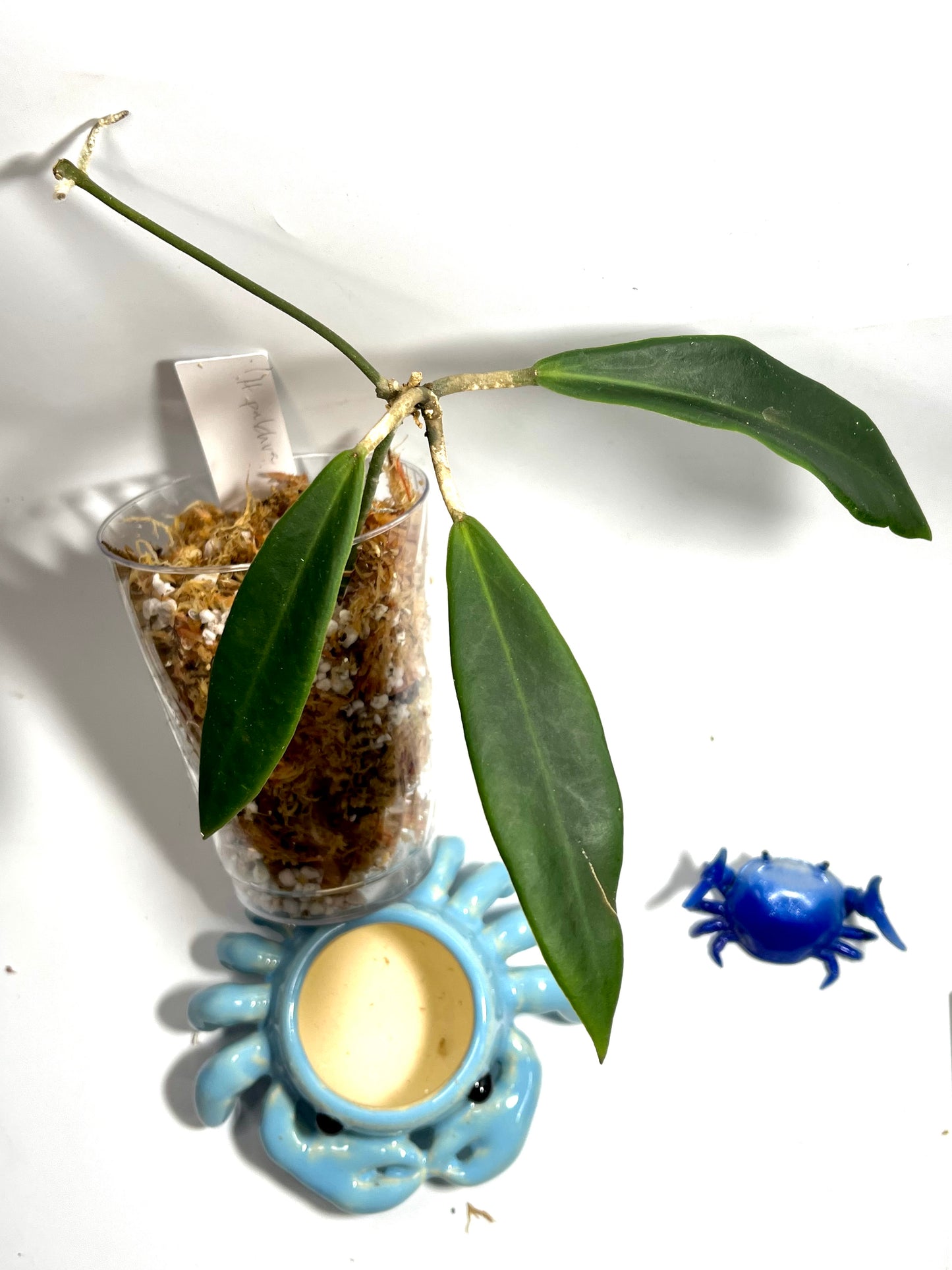 Hoya pulchra - has some roots