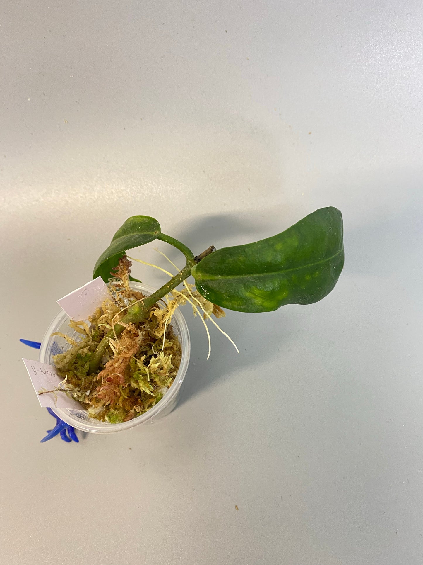 Hoya naumanii (australis x subcalva)