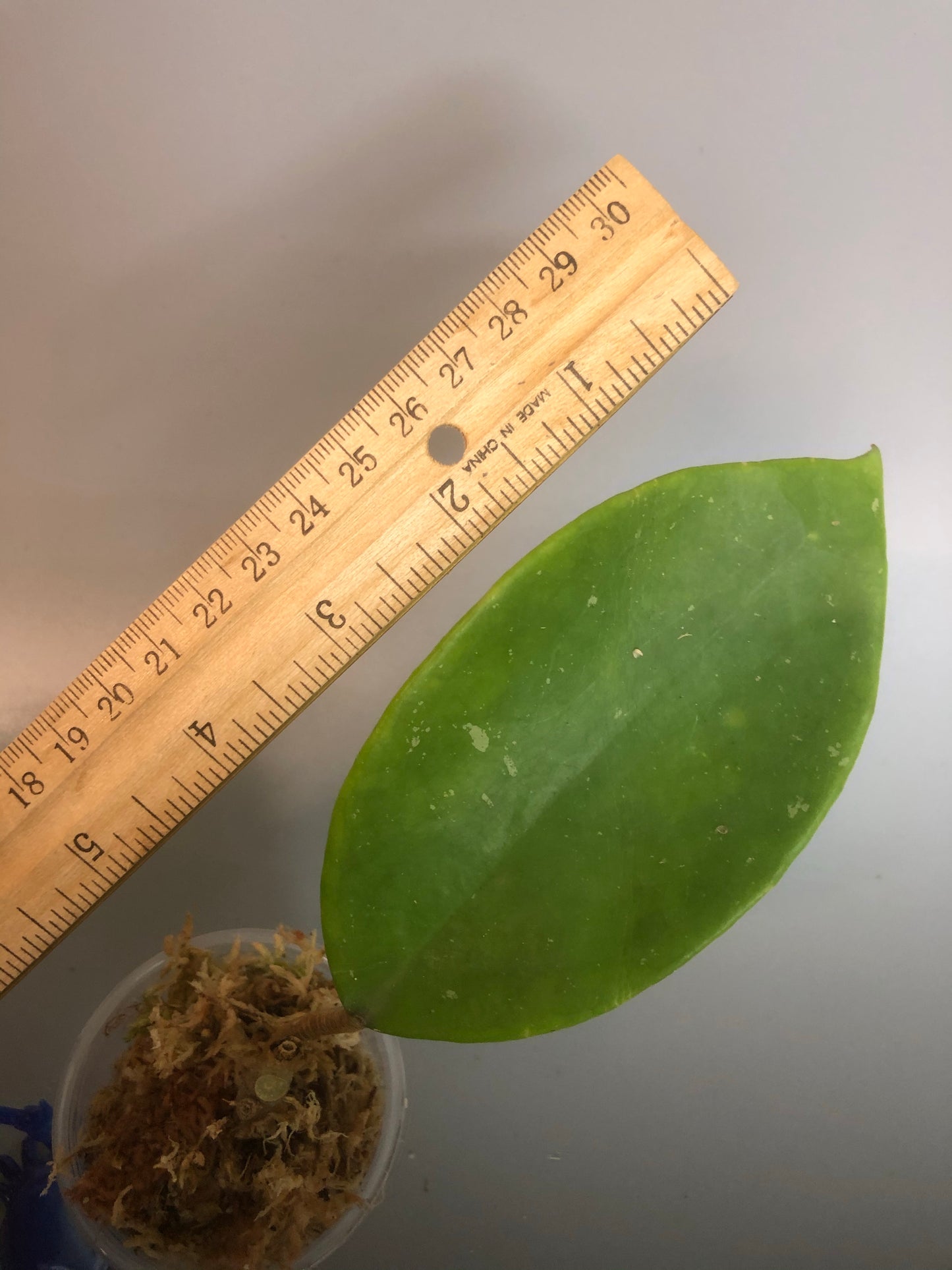 Hoya sweet scent - starting to root.