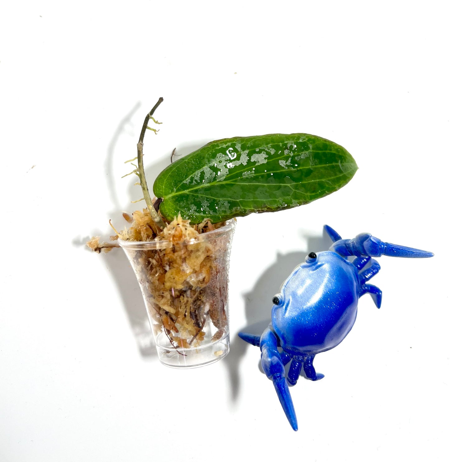 Free addon - Hoya bordenii - unrooted