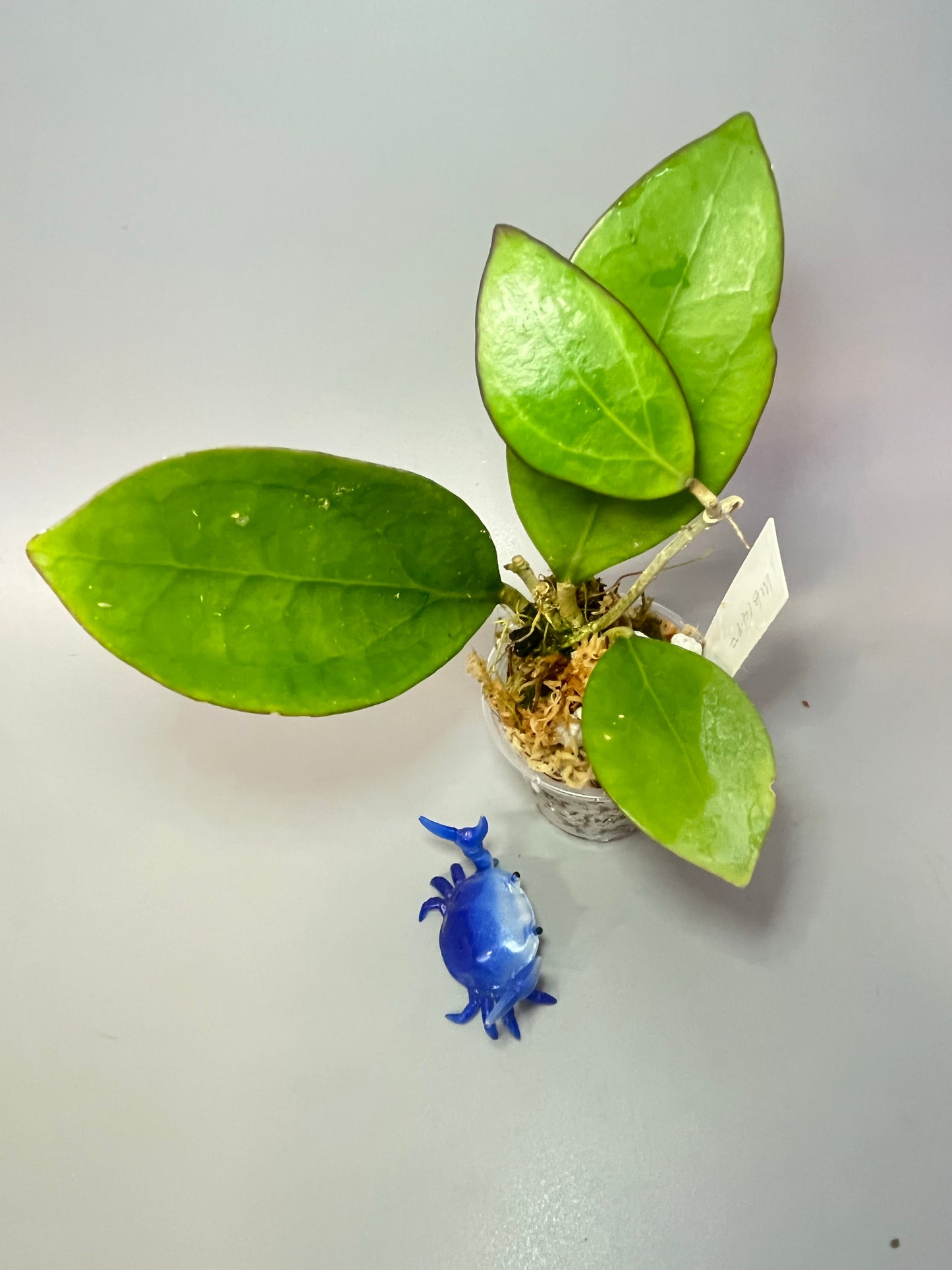 Hoya MB 1497 - (erythrina x MB 1141) - has some roots