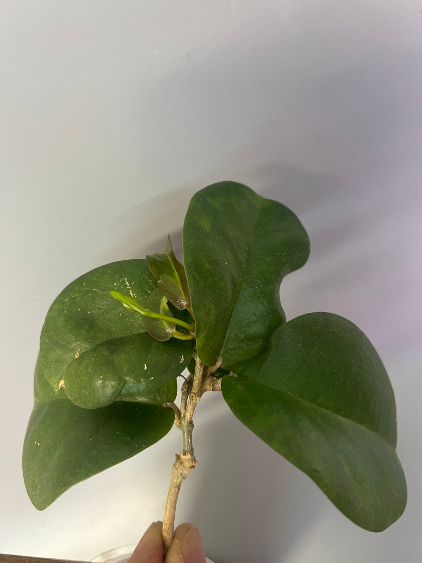 Hoya sp tenaru River - Unrooted