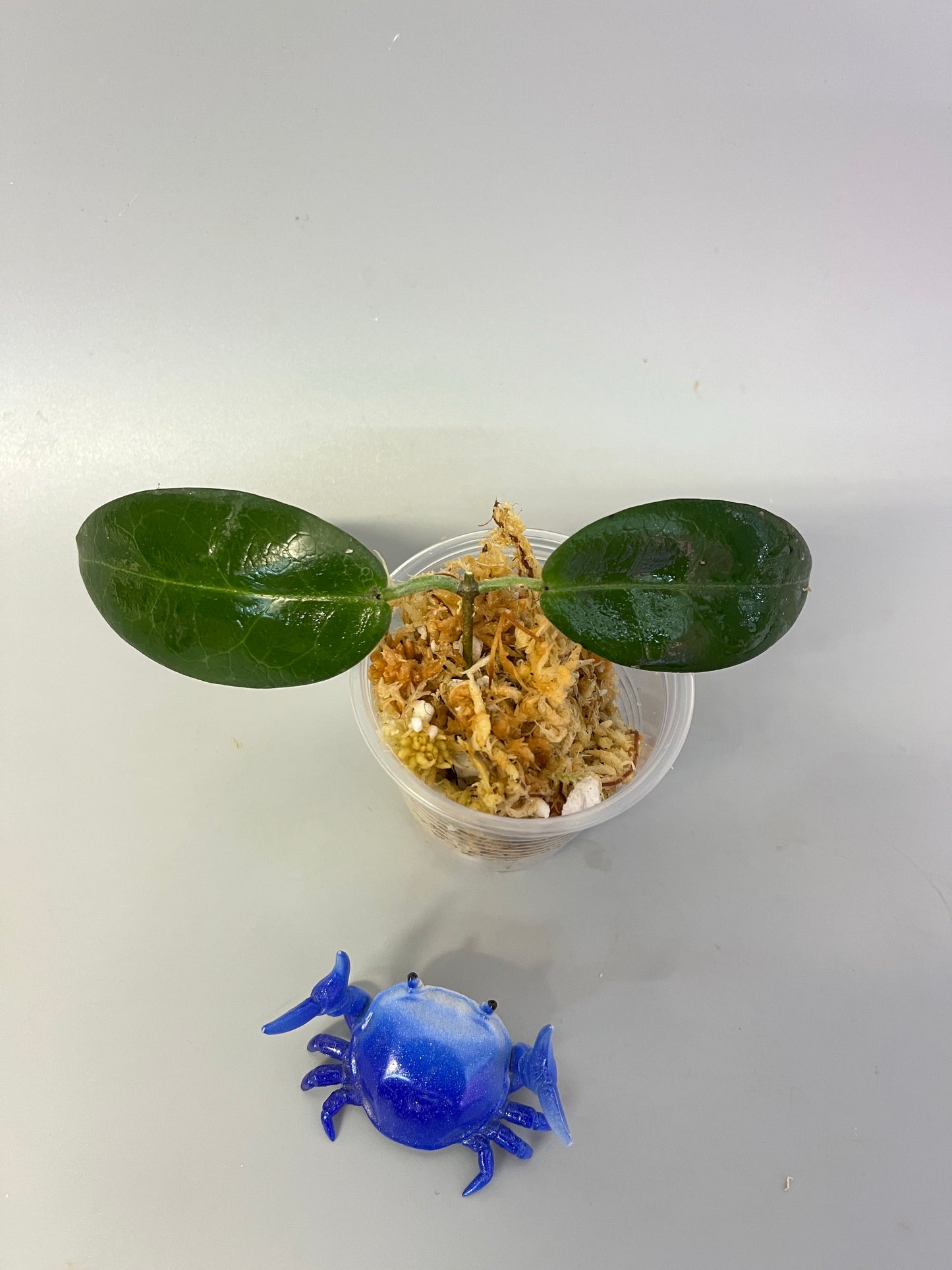 Hoya piestolepis- Unrooted