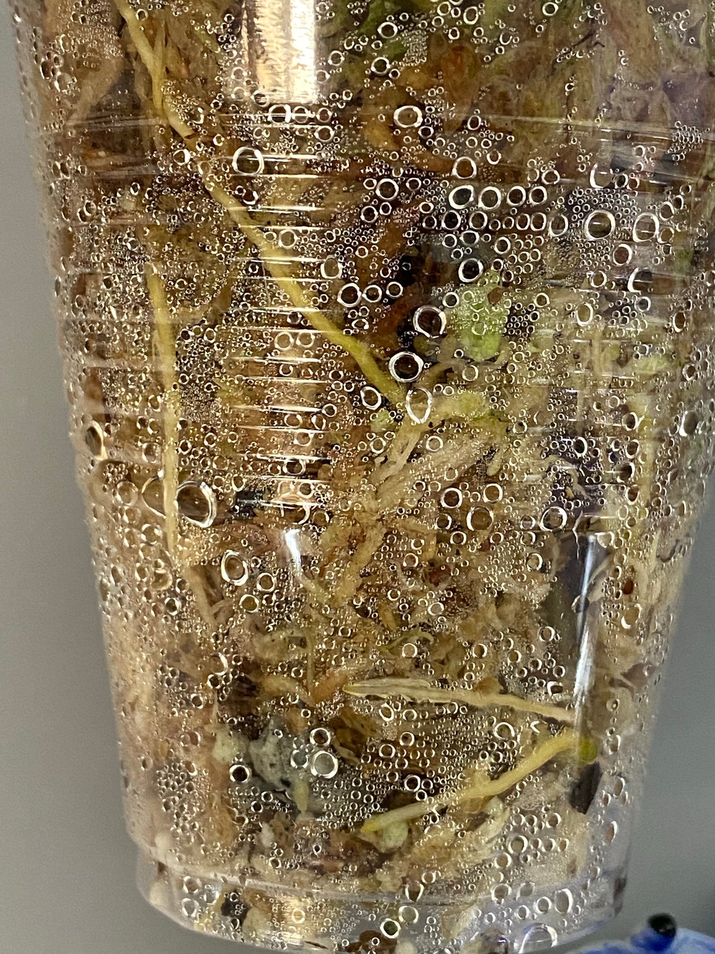 Hoya Hanhiae pink - rooted