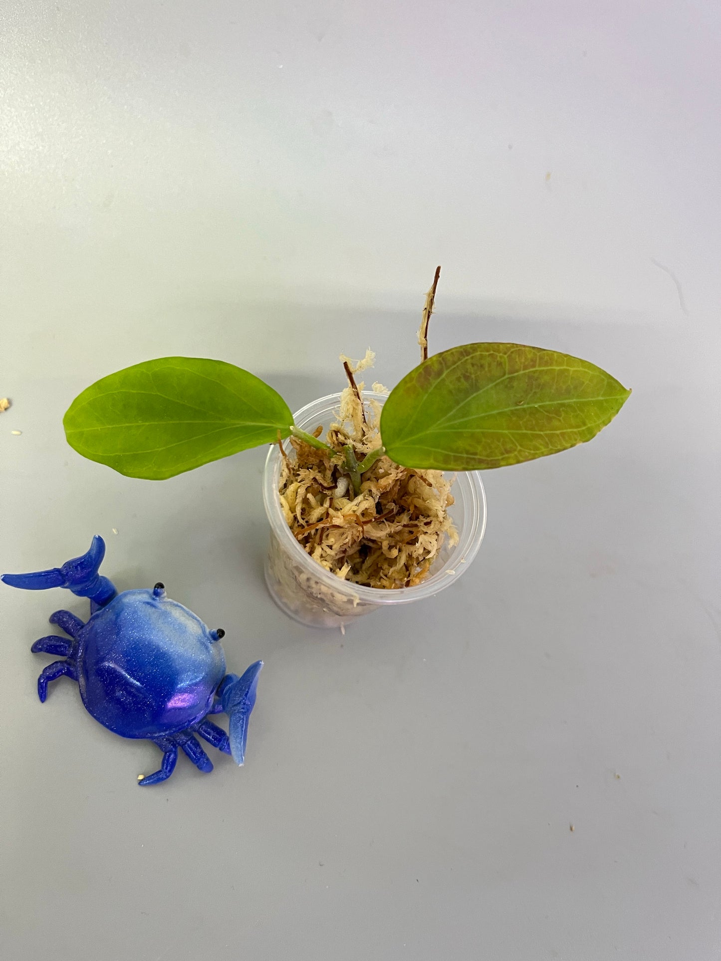 Hoya cominsii - Unrooted