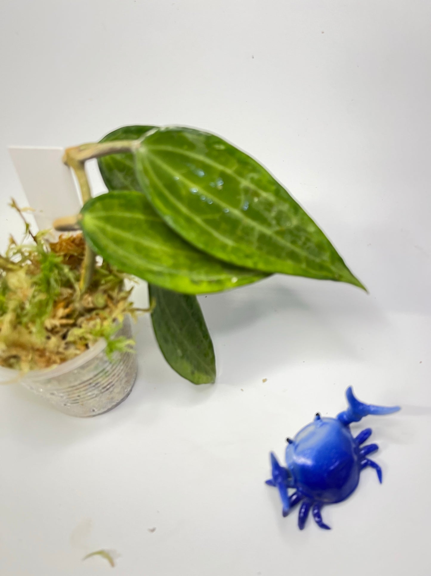 Hoya macrophylla pot of gold - Unrooted