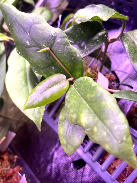 Hoya sp pahang - fresh cut - Unrooted