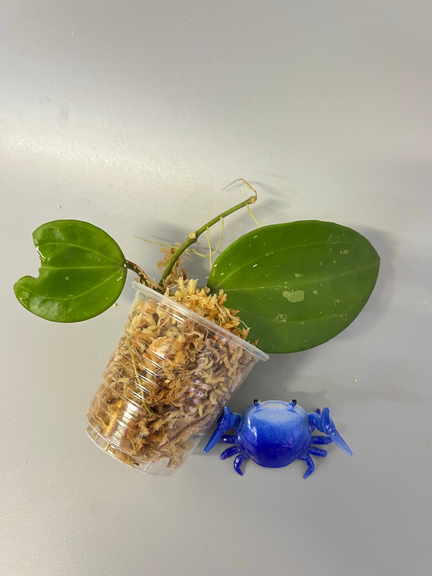 Hoya macrophylla snow queen - Unrooted