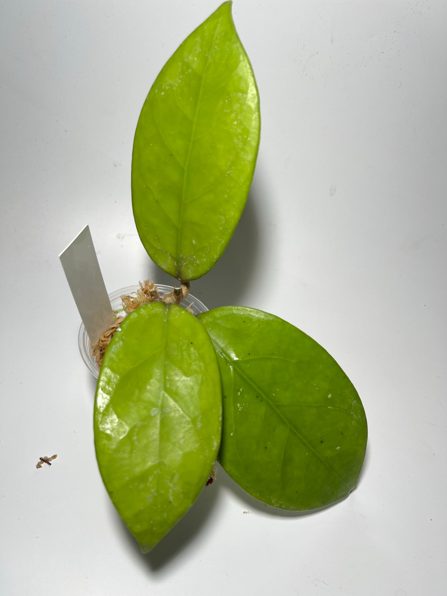 Hoya epc 898 / ut 163 - Unrooted