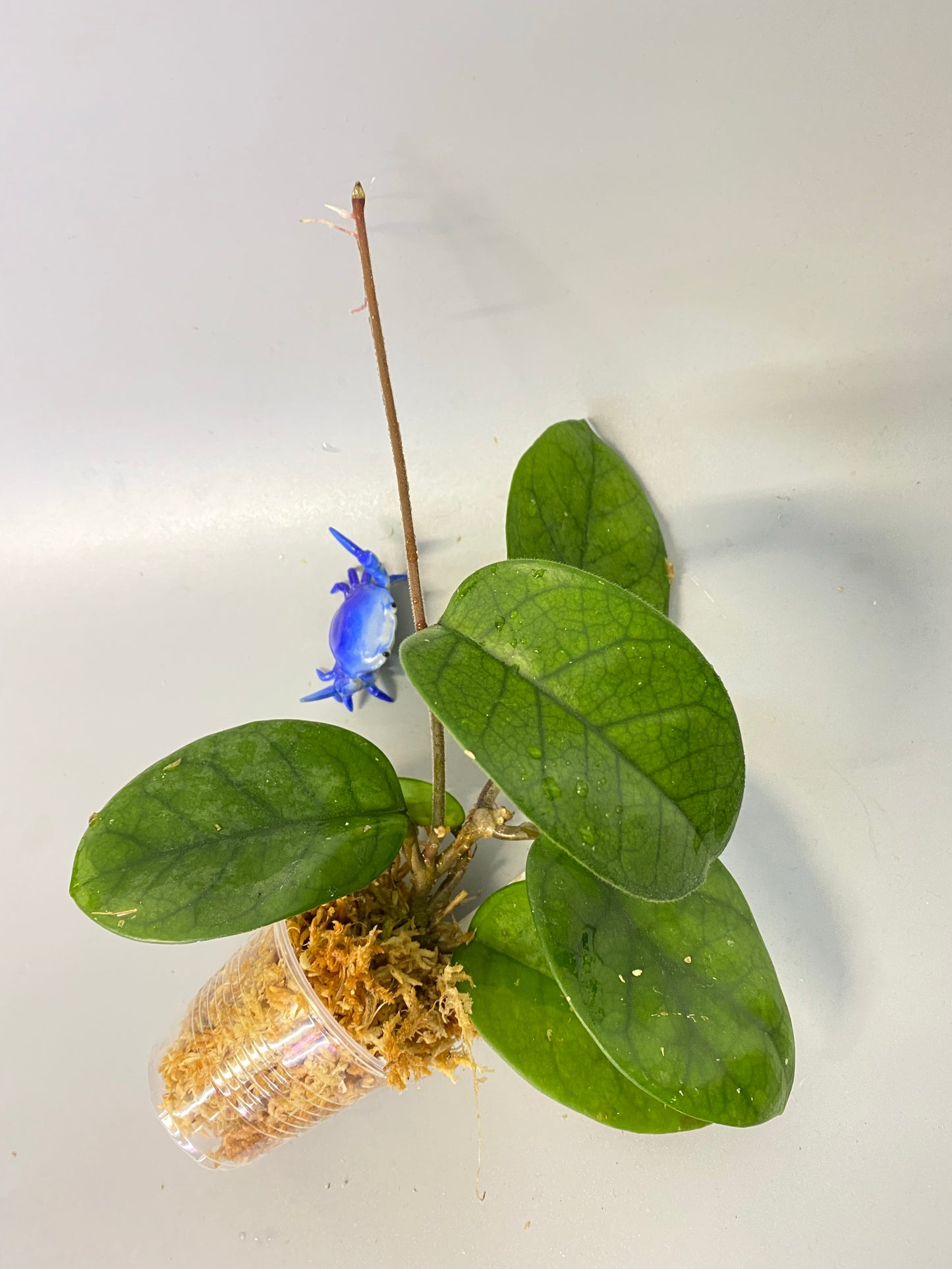 Hoya motoskei - has some roots