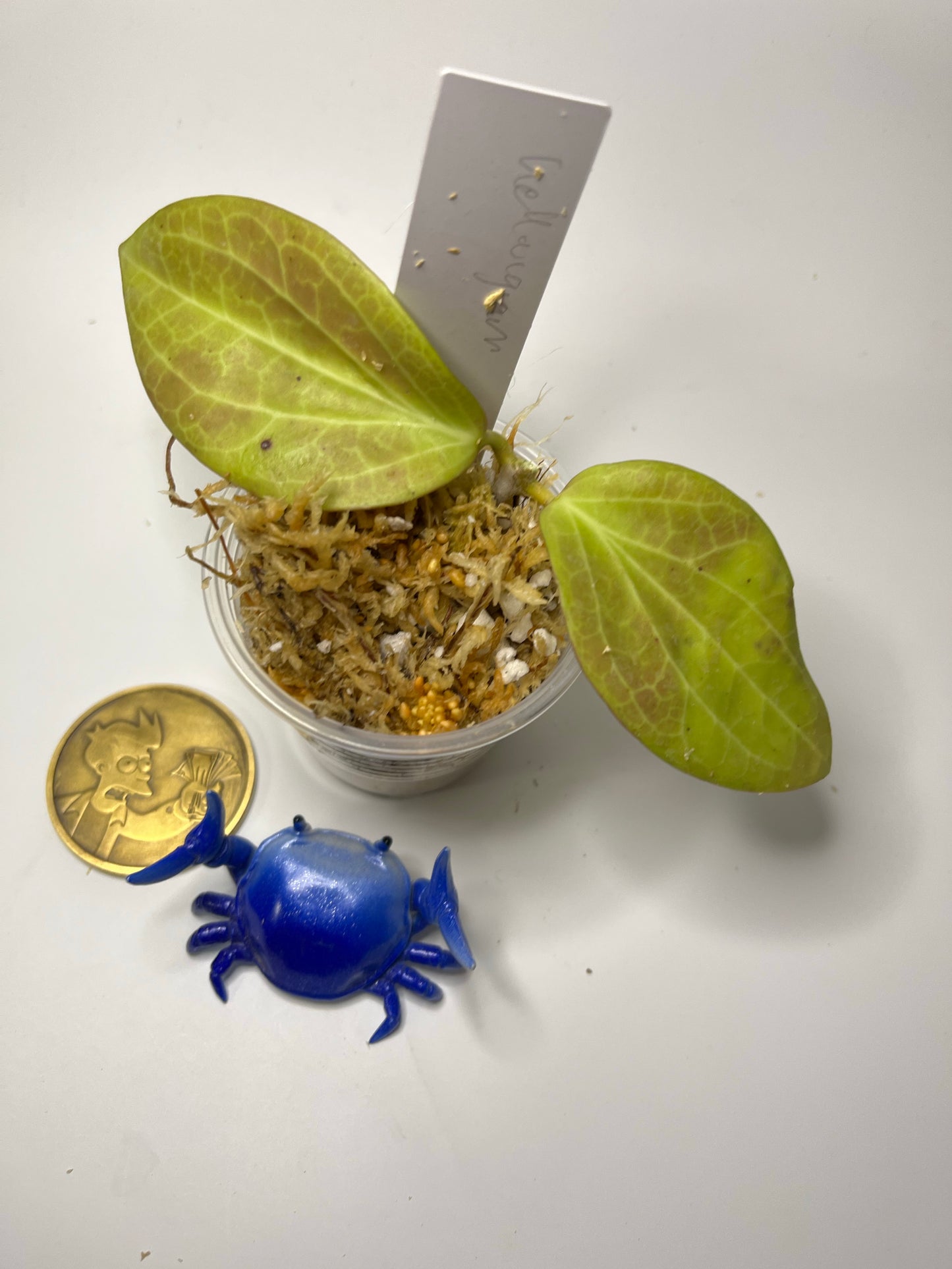 Hoya Hellwigiana - Unrooted