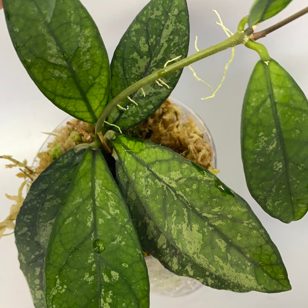Hoya crassipetiolata splash - active growth