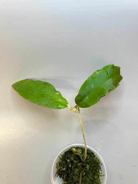 Hoya fauziana sp angulata - active growth