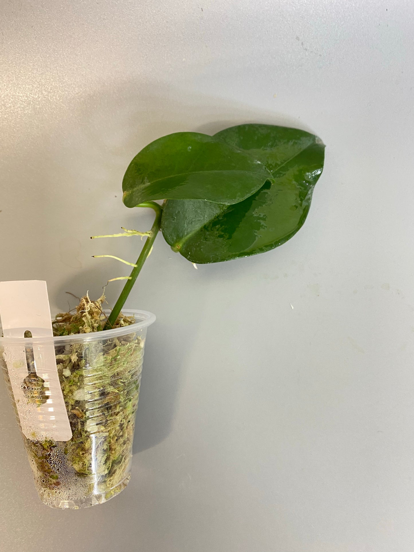 Hoya naumanii (australis x subcalva)