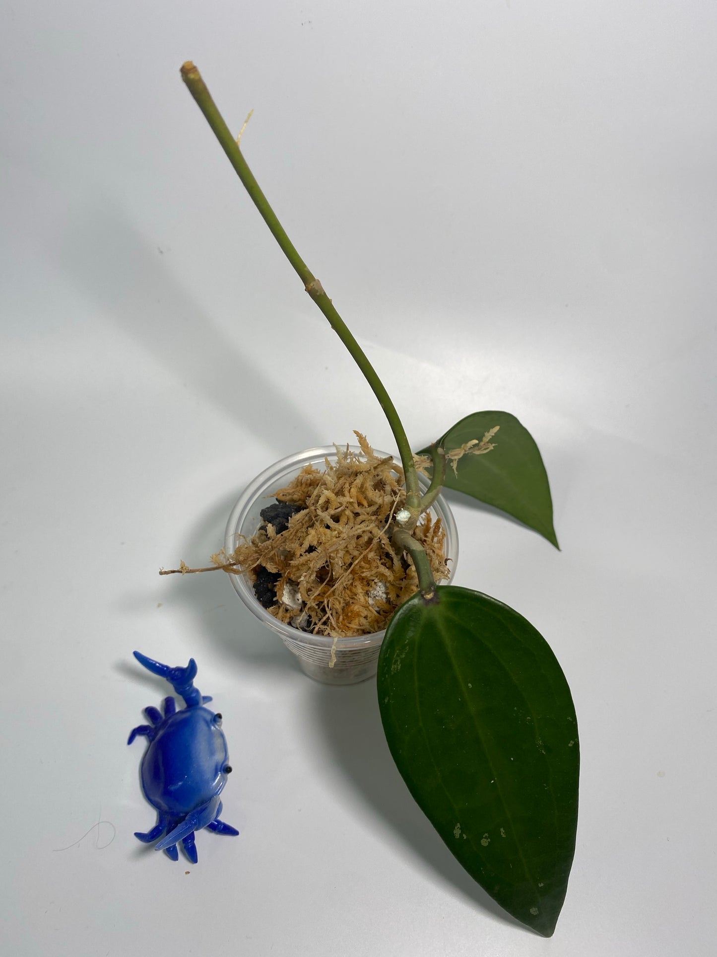 Hoya polystachya - unrooted
