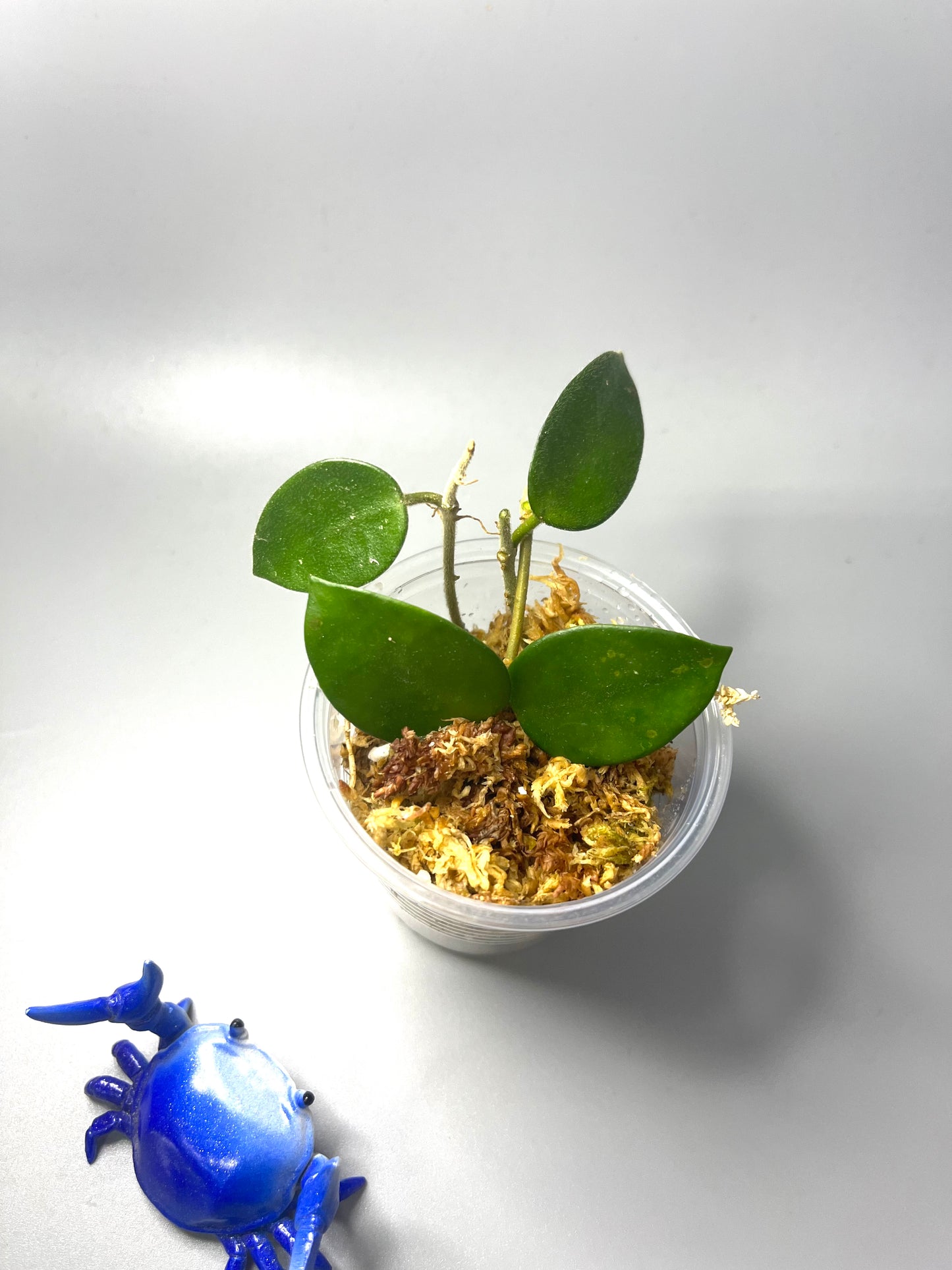 Hoya cv chouke - Unrooted