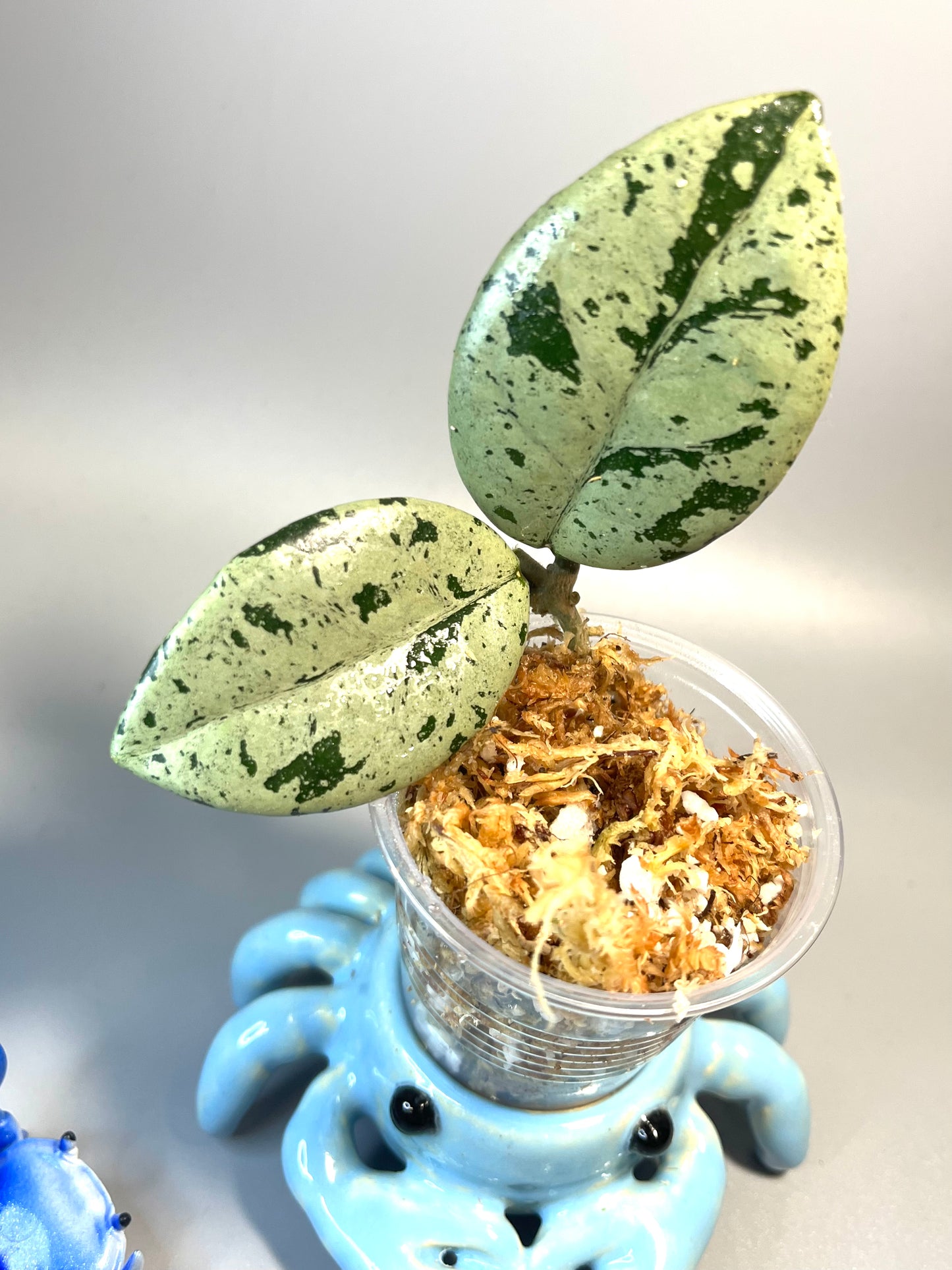 Hoya carnosa Wilbur graves (Russia) - Unrooted