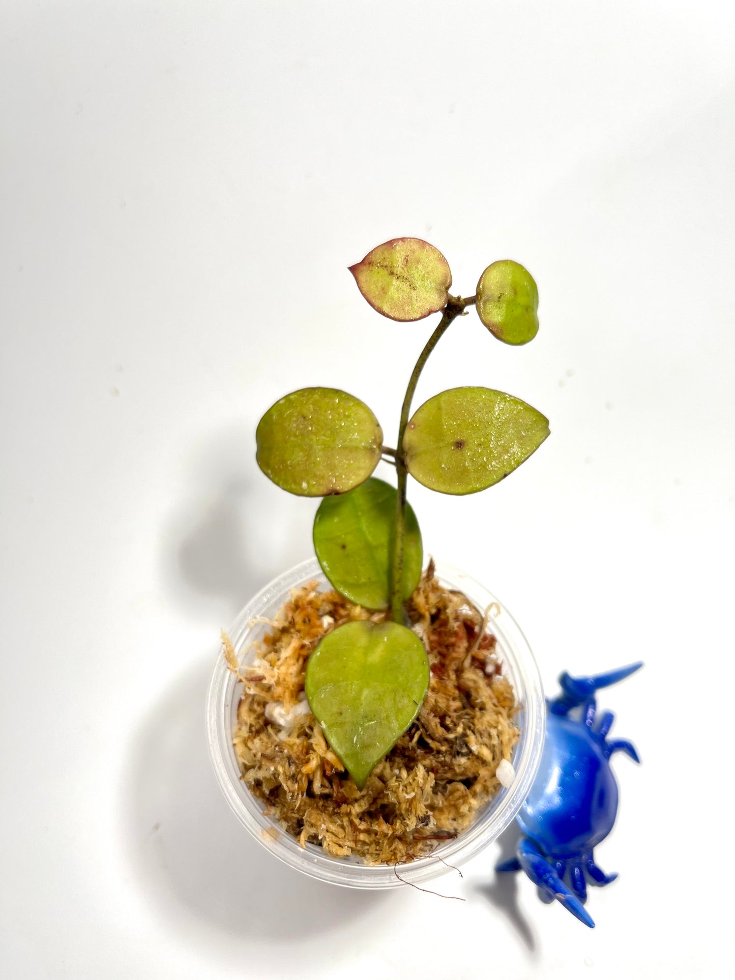 Hoya lacunosa Indonesia - Unrooted