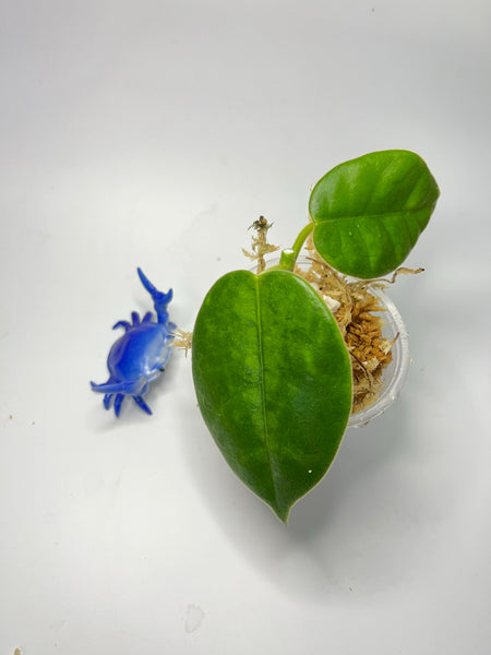 Hoya gigas - has large flowers - Unrooted