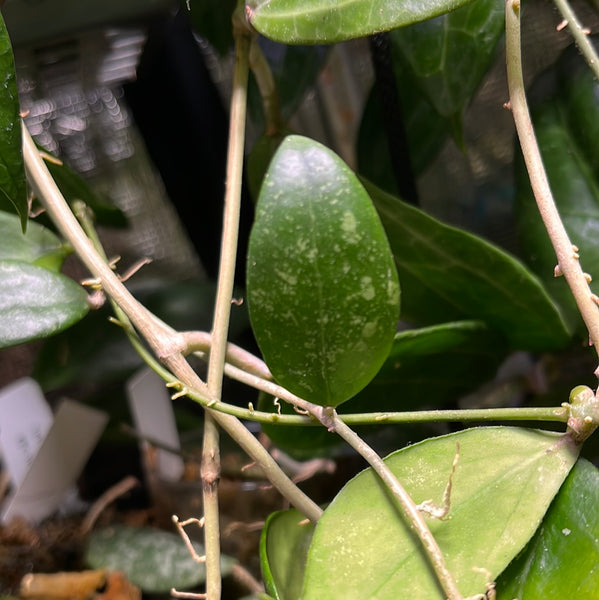 Hoya epc 600 / epc-600 -  fresh cut - 1 leaf/node - Unrooted