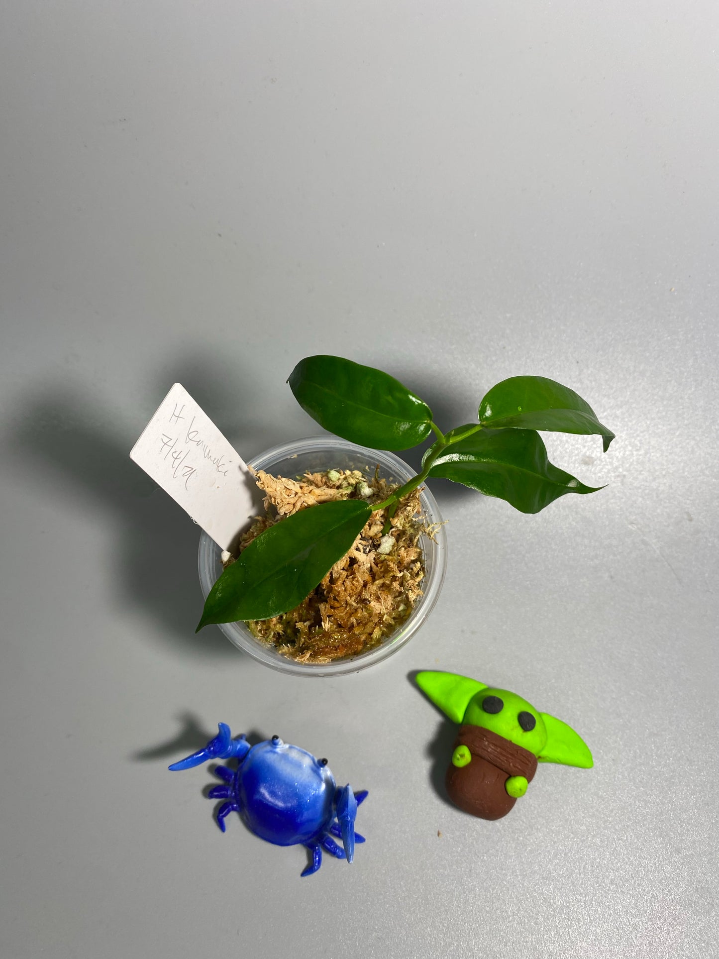 Hoya kaimuki (H macgillivrayi X H archboldiana) - active growth