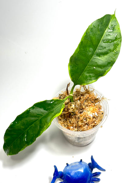Hoya multiflora albo - Unrooted
