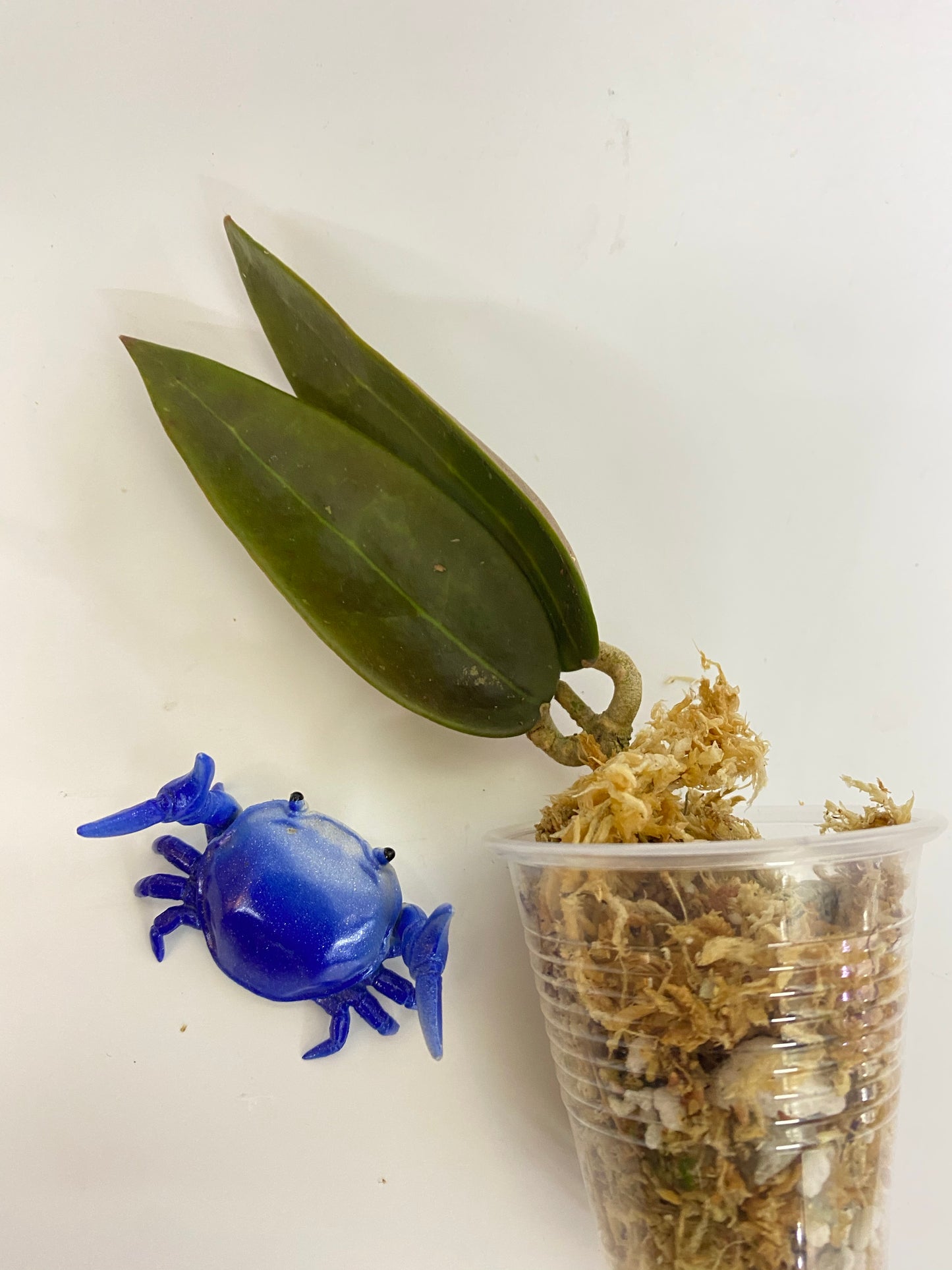 Hoya verticillata EPC spoon leaf - Unrooted