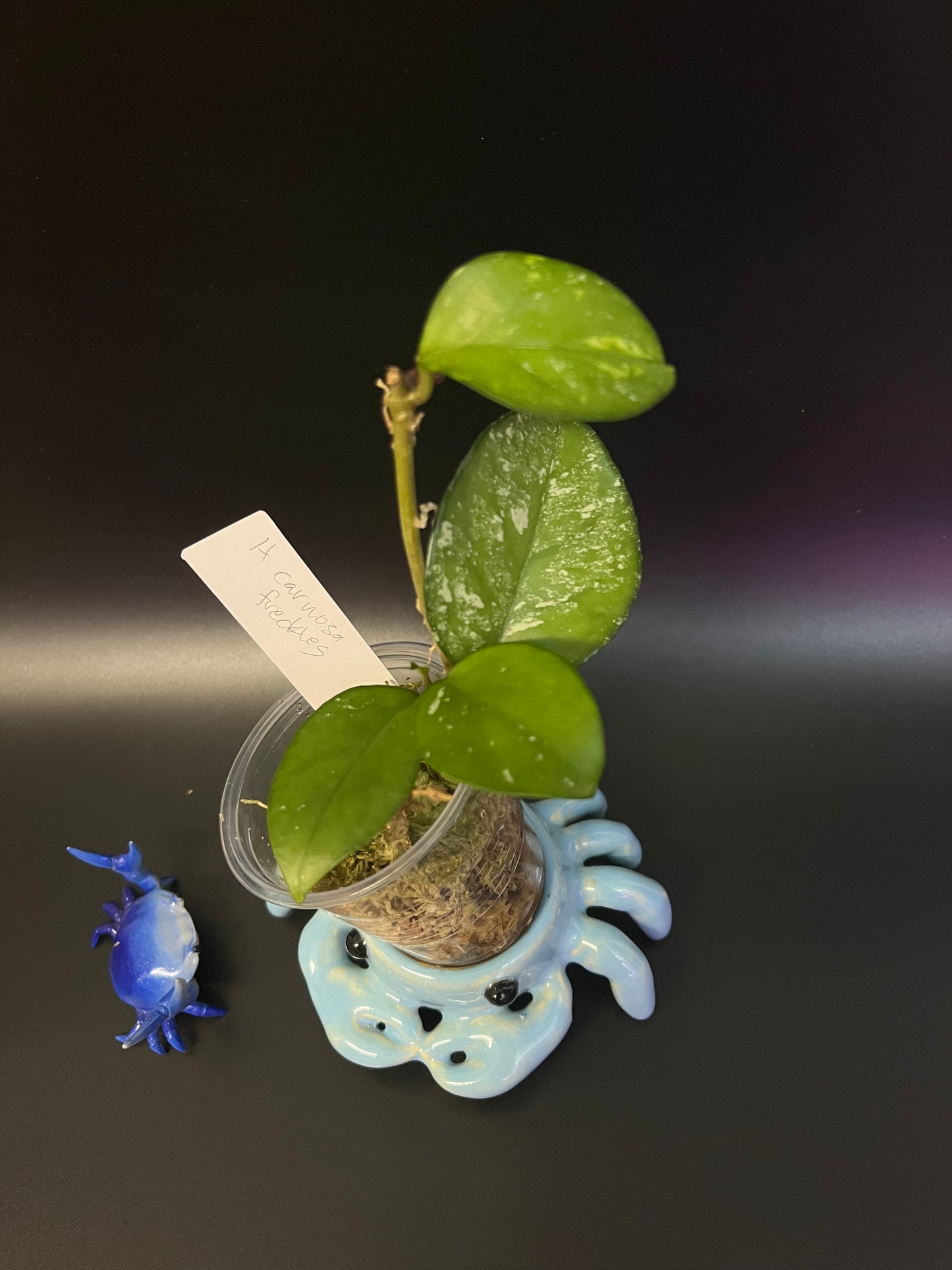 Hoya carnosa freckles splash - has some roots