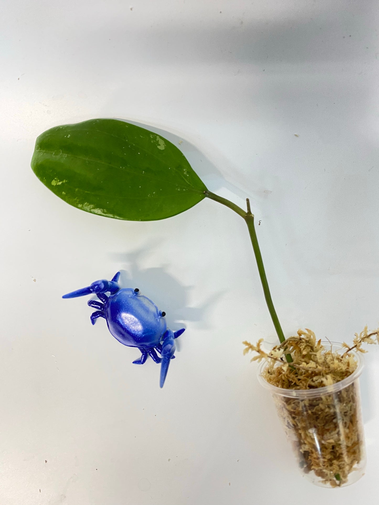 Hoya Rigida - has 2 nodes - unrooted