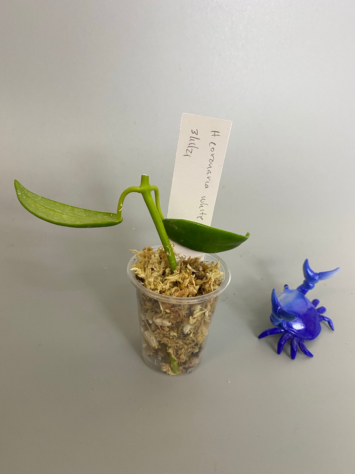 Hoya coronaria white - Unrooted - free add-on