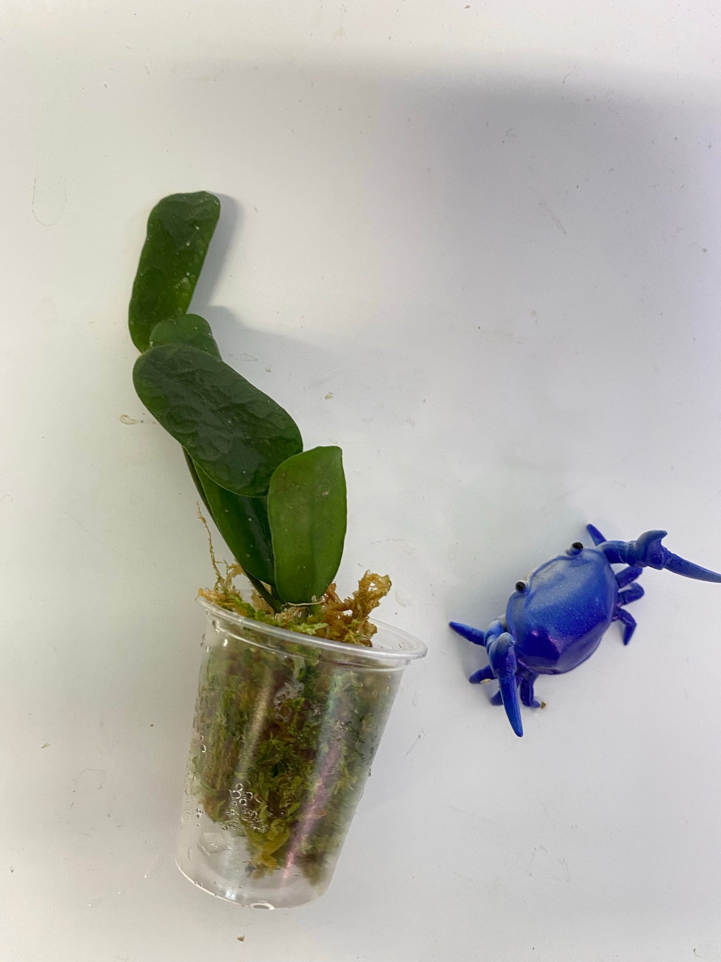 Hoya rotundiflora - starting to root