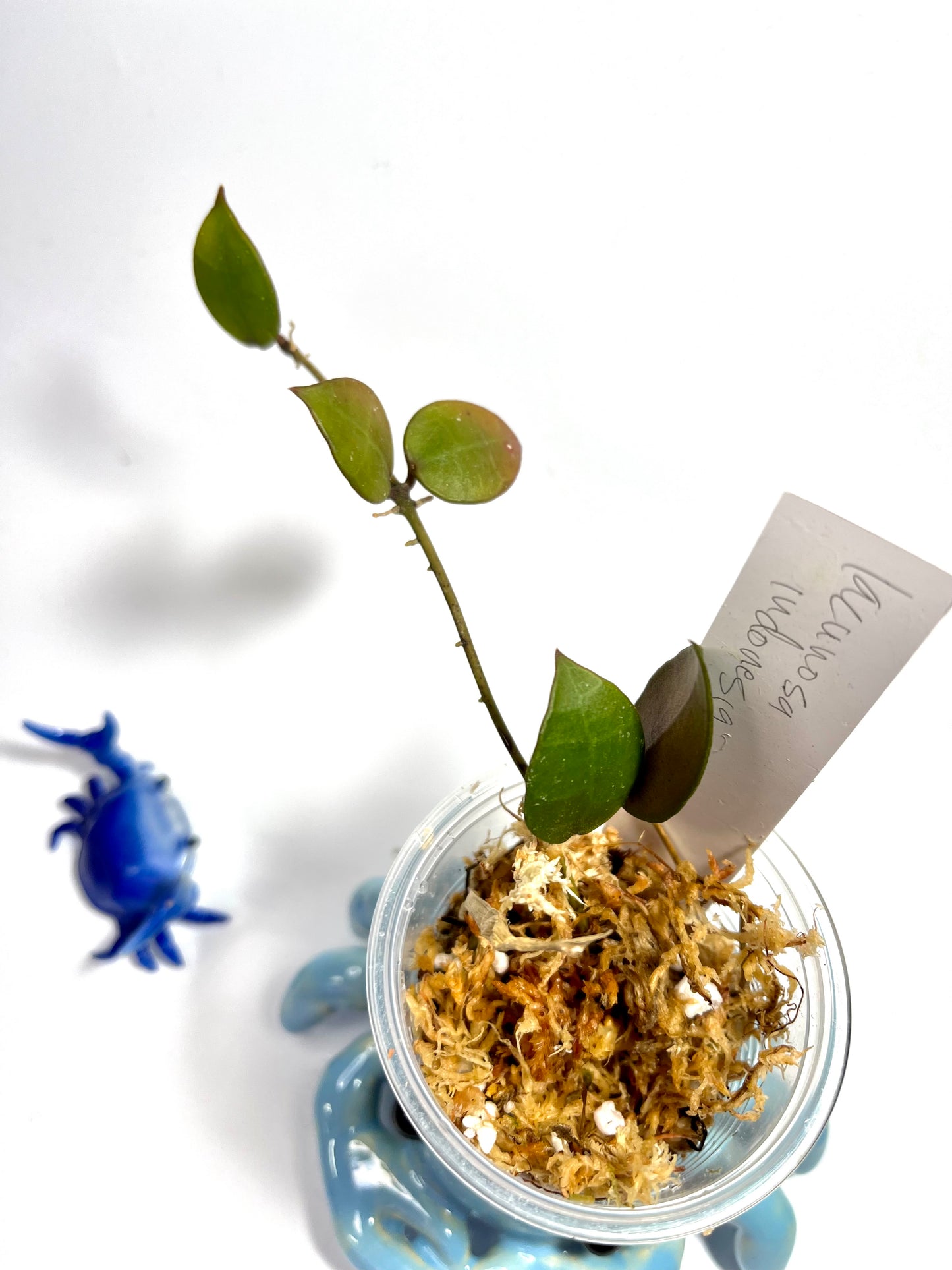 Hoya lacunosa Indonesia - Unrooted