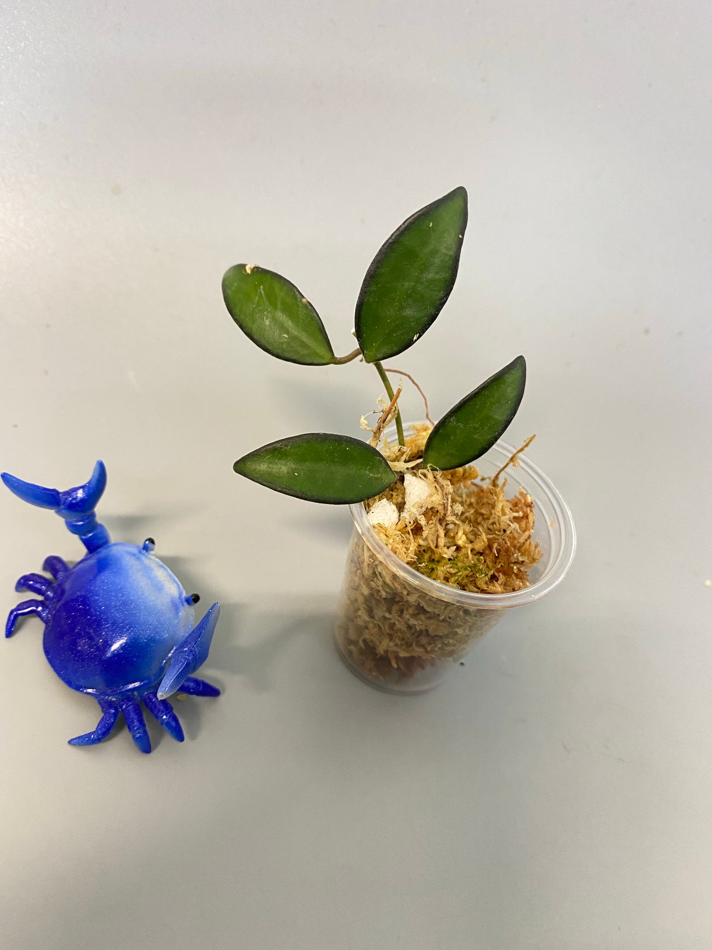 Hoya rosita (wayettii x tsangii) - Unrooted