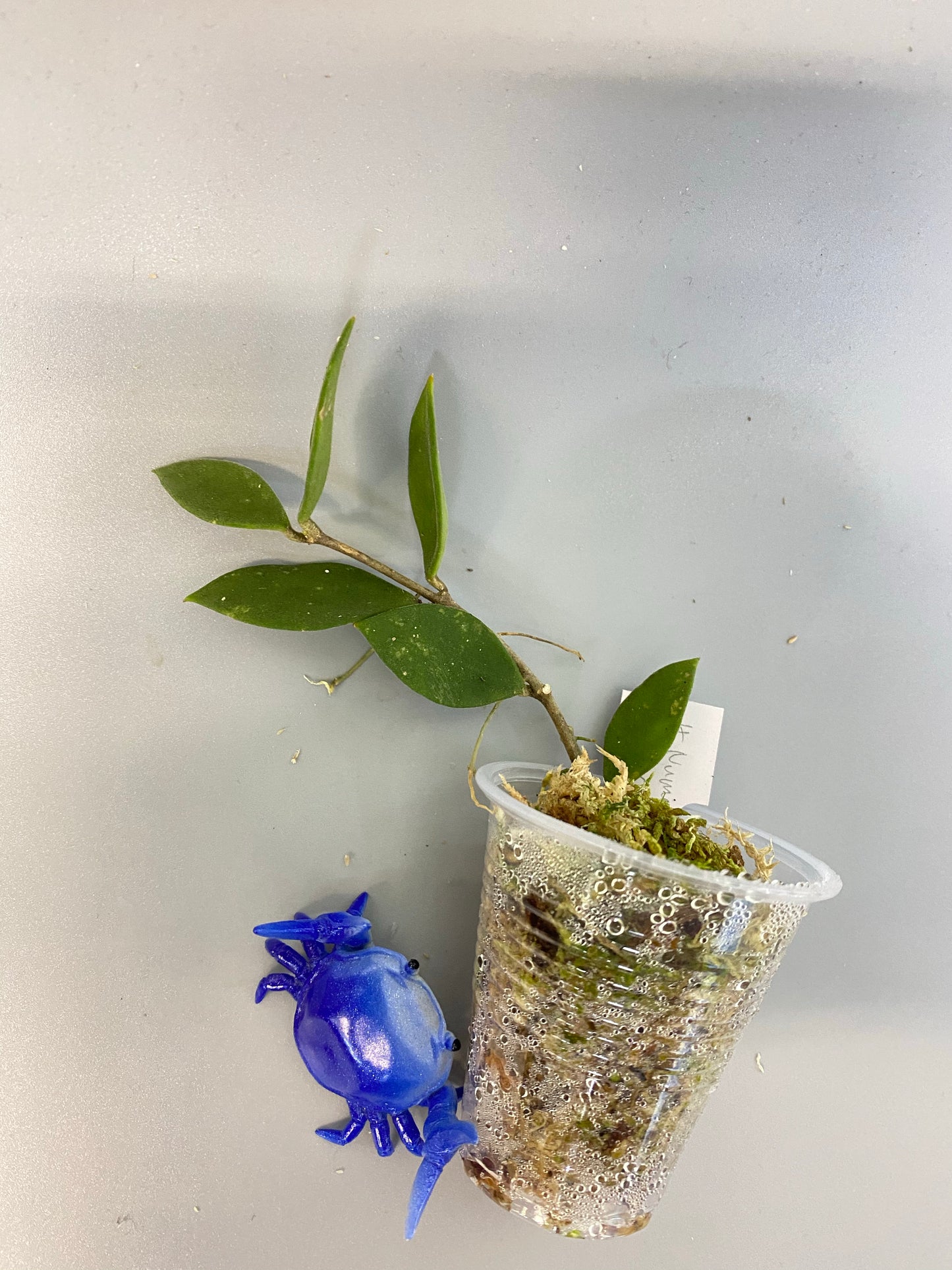 Hoya nummularoides - free add-on