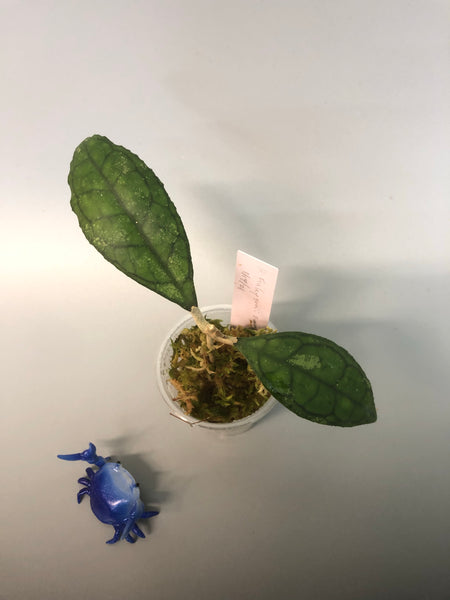 Hoya finlaysonii Big leaf with new growth