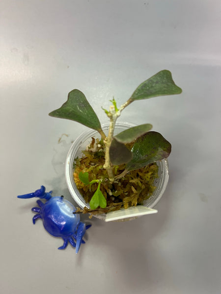 Hoya manipurensis - starting to root