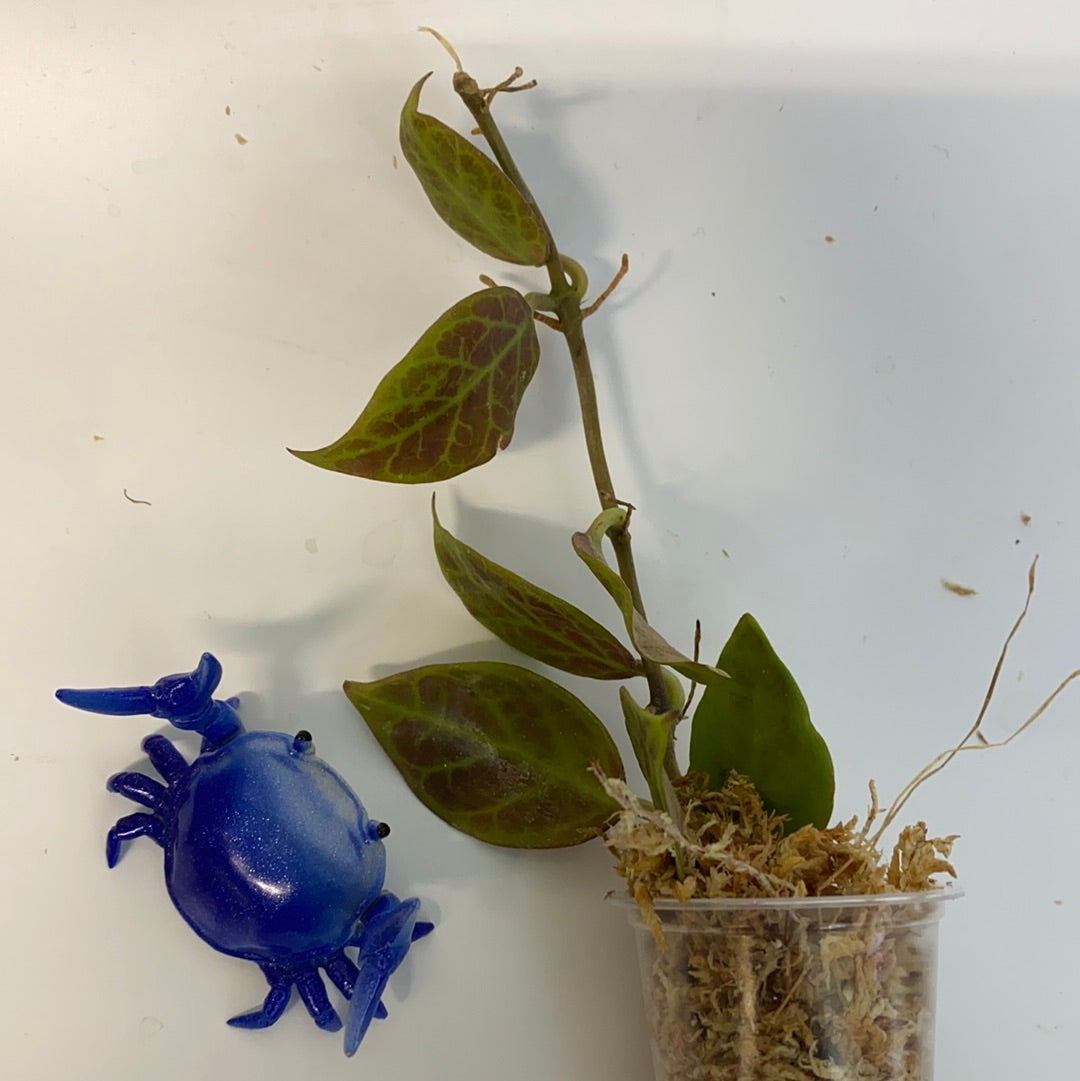 Hoya cv sunrise - has roots