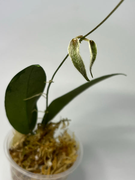 Hoya patella - new growth