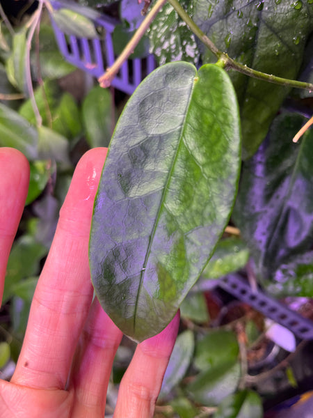 Hoya onychoides x Macgillivrayi - fresh cut - Unrooted