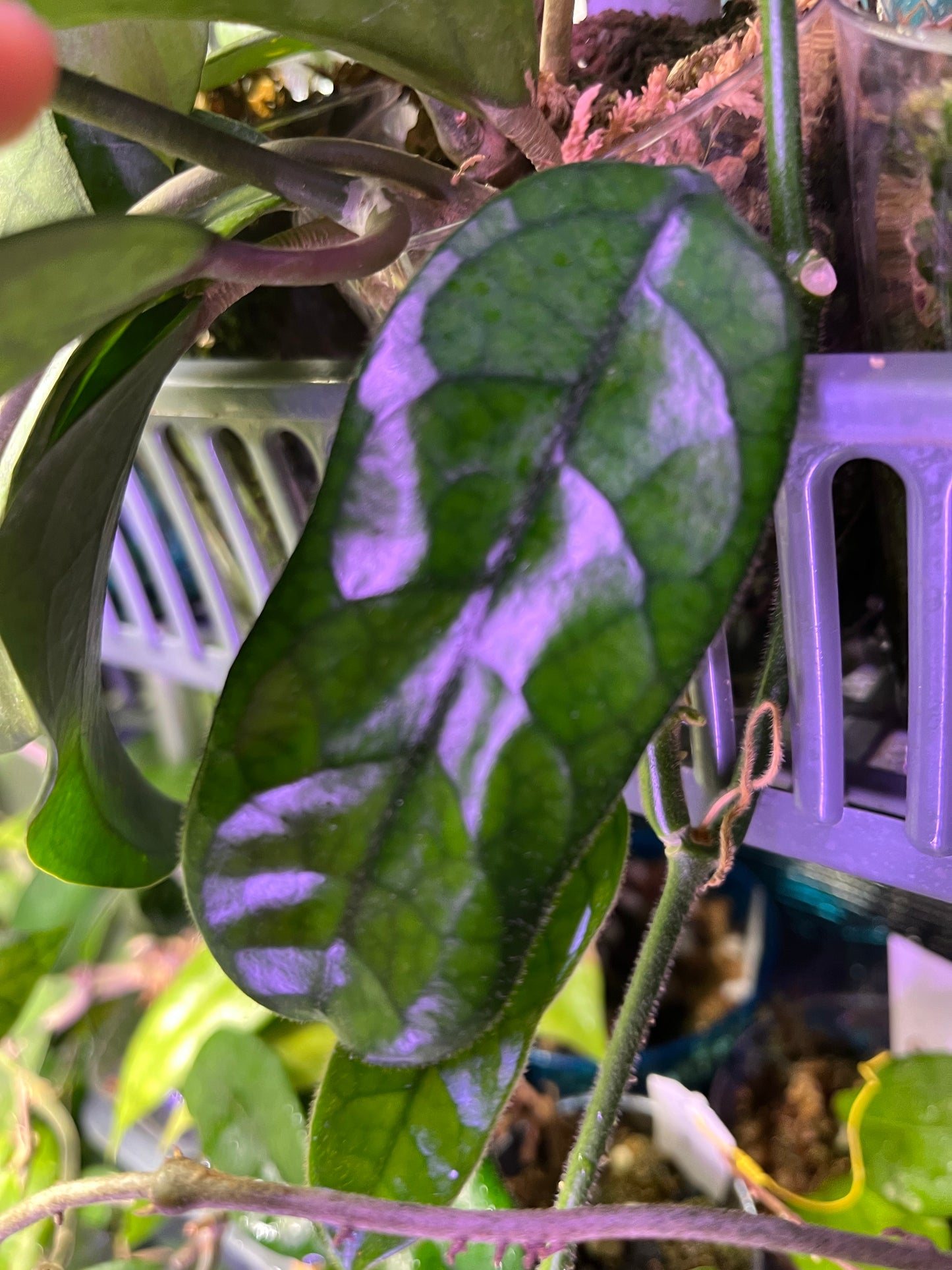 Hoya globulosa - fresh cut 1 node / 1 leaf - Unrooted